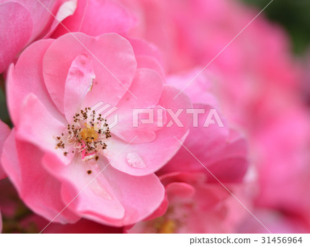 玫瑰 玫瑰 31456964