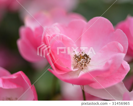 玫瑰 玫瑰 31456965