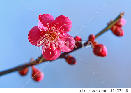 紅梅開花的小金井公園 31457448