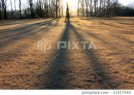冬天早晨松節油小金井公園的長的陰影 冬天早晨松節油小金井公園的長的陰影 31457449
