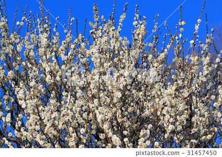 開花白色李子Koganei公園 31457450