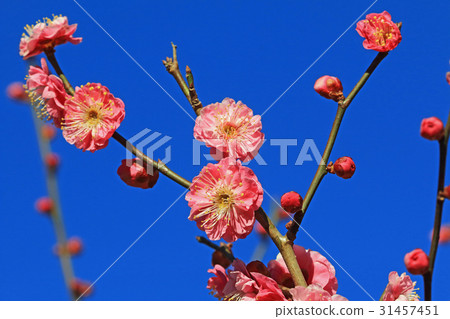 開花紅色李子Koganei公園 31457451