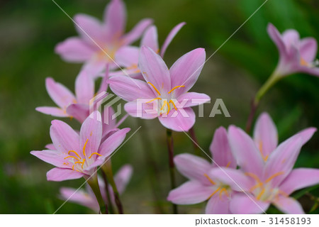 Saffron Moddoki Saffron Moddoki 31458193