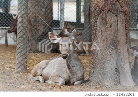 Deers in cage. 31458201