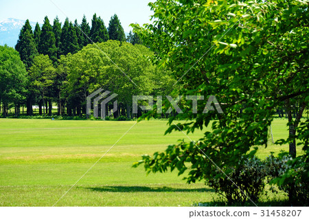 Northern European forest park fresh green lawn open space 31458207