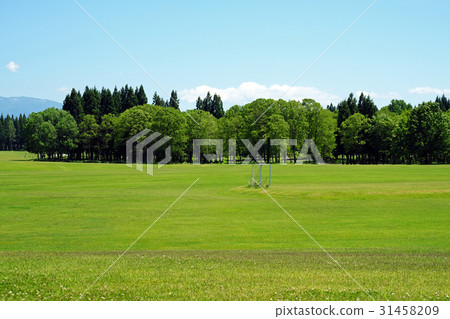 Northern European forest park fresh green lawn open space 31458209