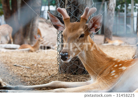 Deer in cage. Deer in cage. 31458225