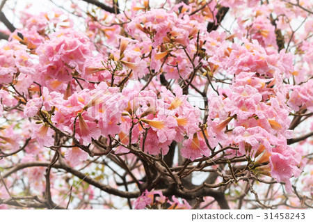 Wild Himalayan Cherry flower. Wild Himalayan Cherry flower. 31458243