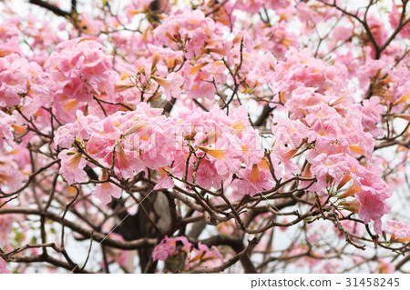 Wild Himalayan Cherry flower. Wild Himalayan Cherry flower. 31458245