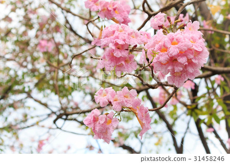 Wild Himalayan Cherry flower. Wild Himalayan Cherry flower. 31458246