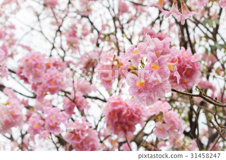 Wild Himalayan Cherry flower. Wild Himalayan Cherry flower. 31458247