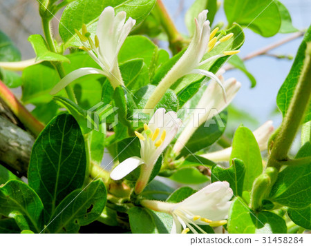 金銀花 金銀花 31458284