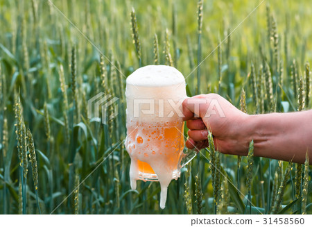Unfiltered light beer in beer glass, growing malt Unfiltered light beer in beer glass, growing malt 31458560