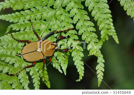 台灣鹿角金龜(Dictanocephalus bourgoini Pouillaud。Scaraba 台灣鹿角金龜(Dictanocephalus bourgoini Pouillaud。Scaraba 31458849