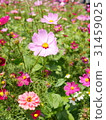 波斯菊 31459025