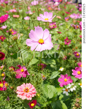 波斯菊 波斯菊 31459025