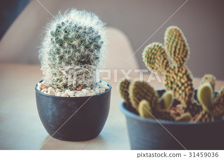 Mammillaria bocasana Cactus on a wooden desk Mammillaria bocasana Cactus on a wooden desk 31459036