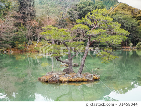 Beautiful bonsai trees In a japanese style garden Beautiful bonsai trees In a japanese style garden 31459044
