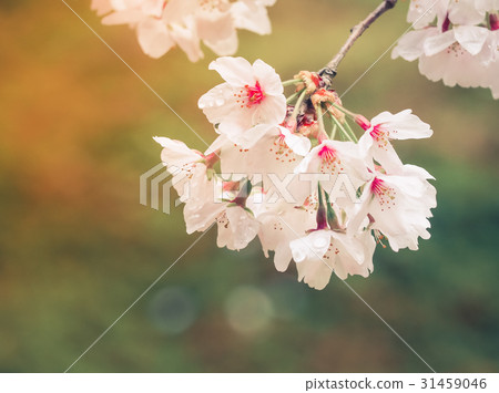 Beautiful Pink Sakura Flowers in Japan 31459046