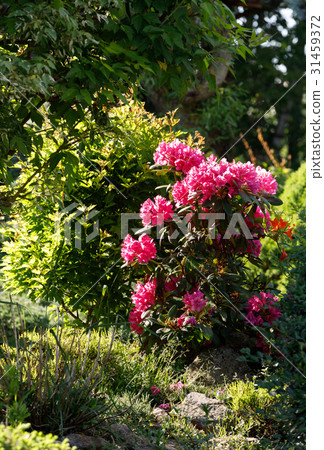 Pink rhododendron azalea blooms in spring garden Pink rhododendron azalea blooms in spring garden 31459372