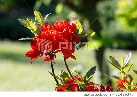 Red rhododendron azalea blooms in spring garden Red rhododendron azalea blooms in spring garden 31459373