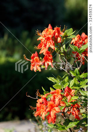 Red rhododendron azalea blooms in spring garden Red rhododendron azalea blooms in spring garden 31459374