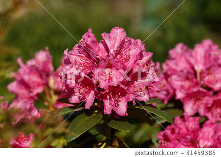 Pink rhododendron azalea blooms in spring Pink rhododendron azalea blooms in spring 31459385