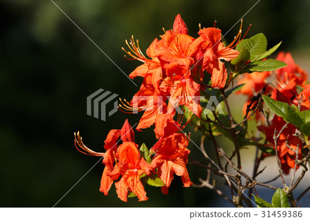 Red azaleas blooms in spring garden Red azaleas blooms in spring garden 31459386