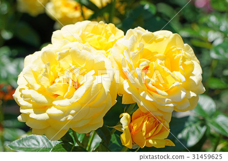 Rose Michelangelo 3 31459625