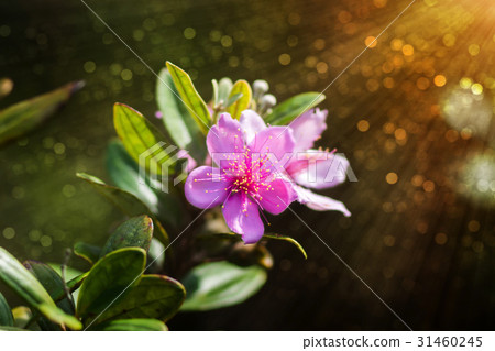 Pink wildflowers 31460245