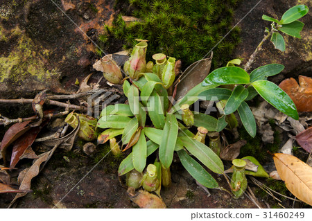tropical pitcher plants 31460249