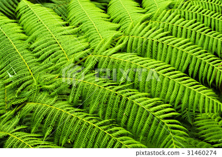 Cyathea Medullaris - Black Tree Fern 31460274