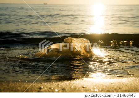 Dead jellyfish on the beach with sunlight. 31460443