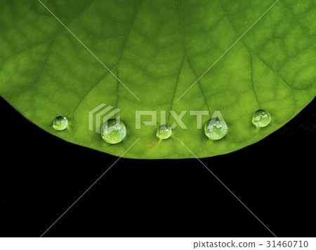 water drop on lotus leaf. 31460710
