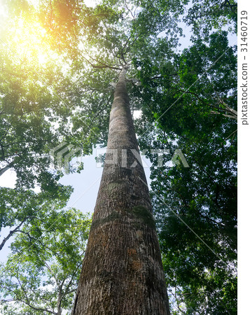nature green wood sunlight backgrounds. 31460719