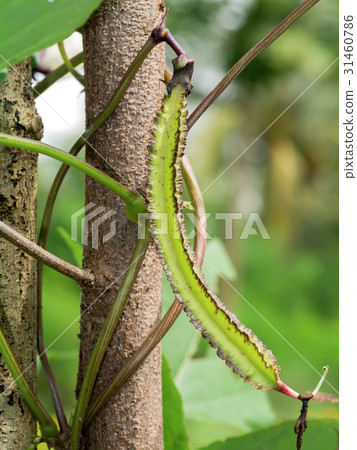 Winged bean on tree. 31460786