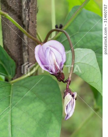 Winged bean flower on tree. Winged bean flower on tree. 31460787