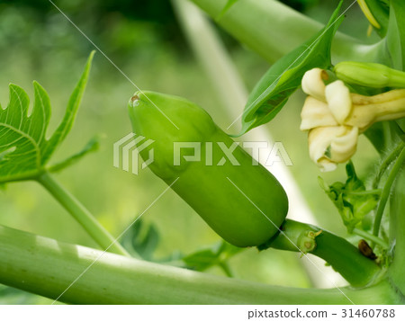 Baby green papaya on tree. Baby green papaya on tree. 31460788