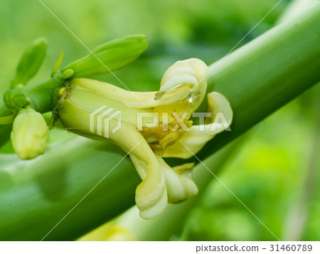 Papaya Flower Papaya Flower 31460789