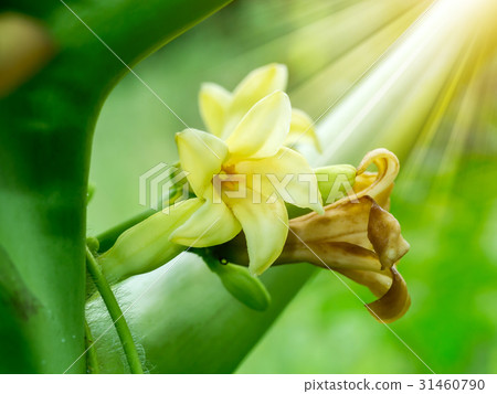 Papaya flower on tree with light. Papaya flower on tree with light. 31460790