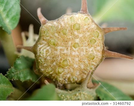 Close up image seed of The Dorstenia Plant. Close up image seed of The Dorstenia Plant. 31460792