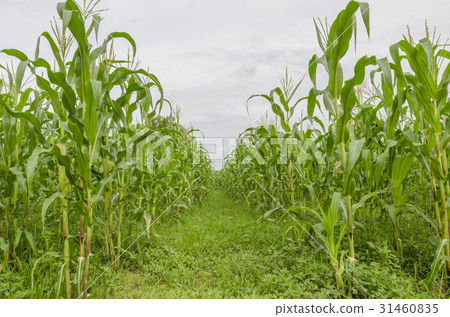 corn farm in thailand, corn field, corn farm corn farm in thailand, corn field, corn farm 31460835