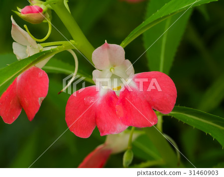 Blooming of Impatiens balsamina flower. 31460903