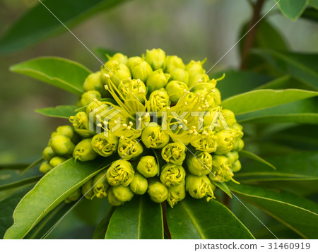 Red golden penda flower (Xanthostemon chrysanthus) Red golden penda flower (Xanthostemon chrysanthus) 31460919