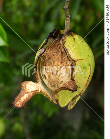 Close up of fresh Cerbera odollam Gaertn on tree. 31460934