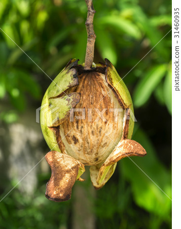 Close up of fresh Cerbera odollam Gaertn on tree. 31460935