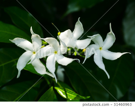 Gardenia jasminoides flower. Gardenia jasminoides flower. 31460963
