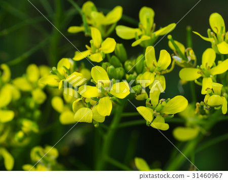 Yellow rapeseed flowers (Brassica napus). 31460967