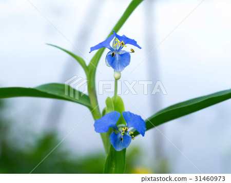 Blue wildflowers Blue wildflowers 31460973