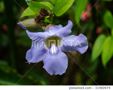 Close up of Thumbergia laurifolia Lindl flower. 31460974